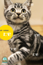 Upper House Cat House Feline C F A Pair Of American Short Hairy Cat Racing Class Beauty Short Silver Tiger Spotted Living Pet Young Cat D D D