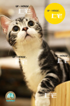 Shang Zhai▲CFA purebred American shorthair cat American short silver tabby plus white live pet cat▲KEDO▲DD