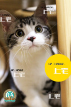 Upper home U P-H O U S E-C F A US short hairy cat beauty short silver tiger spotted with white living kitty cat Mummy C O B E D D D