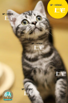 Upper house U P-H O U S E.C. F A pure breed American short hairy cat beauty short silver tiger spotted living pet feline S Y F F M M