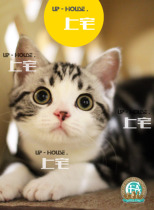 Upper House ▲ CFA purebred American short-hairy cat short silver tabby plus white cheese living baby cat ▲ UNO ▲ DD