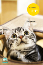 Shangzhai cat house▲CFA purebred American shorthair cat American short silver tabby live pet cat▲Xinglang▲DD