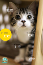 Upper House ▲ CFA purebred American shorthair cat beauty short silver tabby plus White live pet cat ▲ AOMO ▲ MM