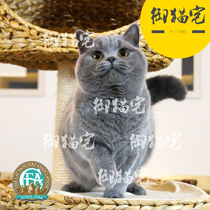 Royal cat house CFA purebred British shorthair cat British short blue cat live pet EVE ▲ MM matches Australian blood GC daughter