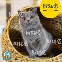 Upper House CFA ▲ Thoroughbred British Shorthair Cat British Short Blue Cat Race Live Pet Baby Cat GC Female ▲ MM