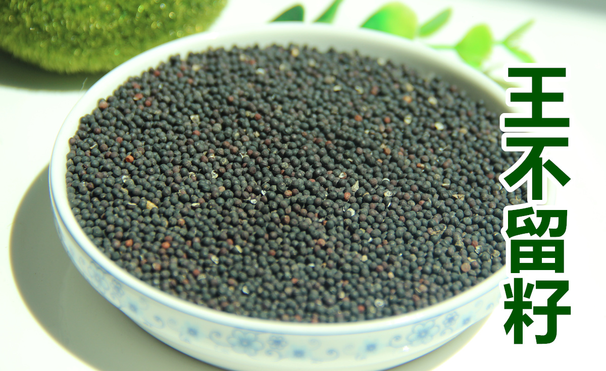 炒王不留行50克 另有王不留籽中药材批发