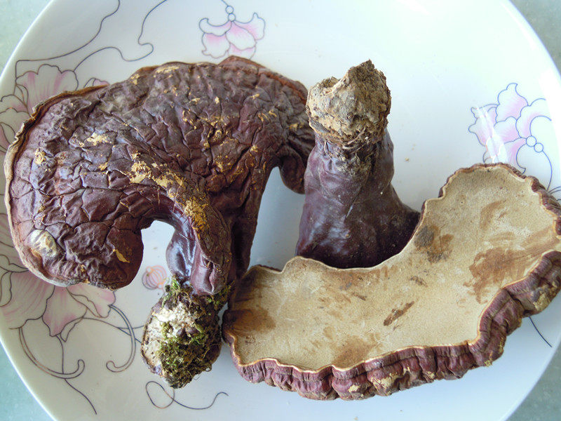 回客多林下灵芝紫芝赤芝木带孢子粉50克半野生木灵芝泡酒煲汤料茶