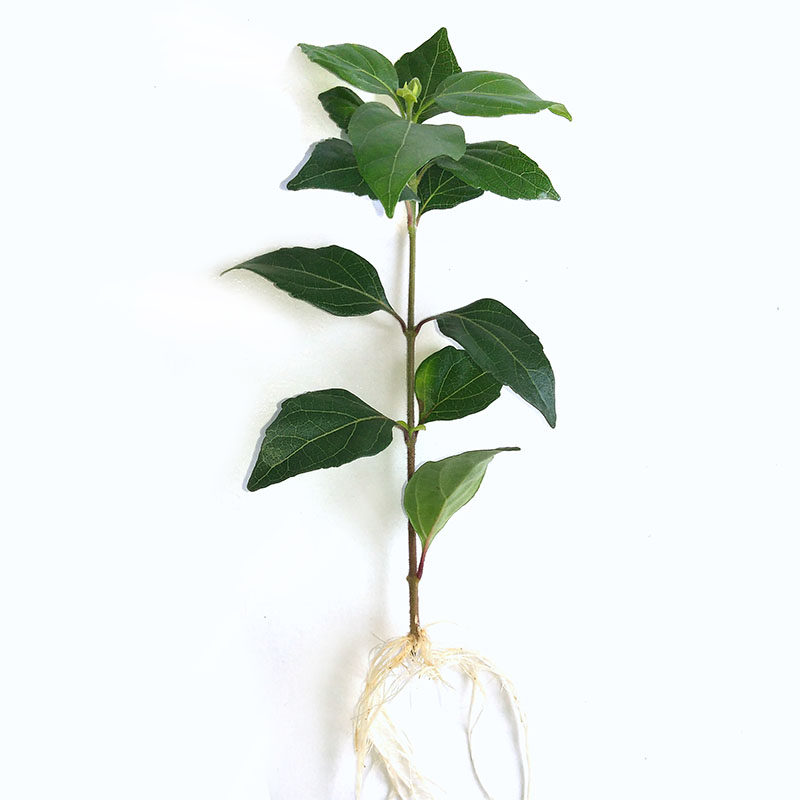 正宗树叶豆腐苗腐婢苗 草绿豆腐 观音豆腐柴 臭黄荆苗 豆腐产量高_双