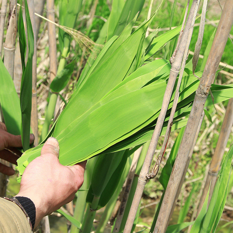 新鲜粽叶野生芦苇叶 粽子叶长友廖叶竹叶真空保鲜包装3斤装包邮