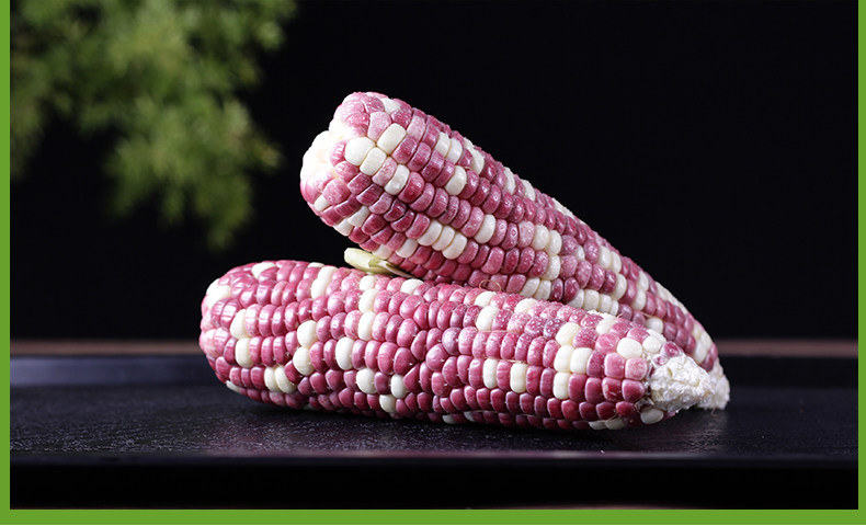 云南新鲜糯香小玉米花糯现摘现发苞米花玉米黏紫糯玉米棒5斤包邮_邵武