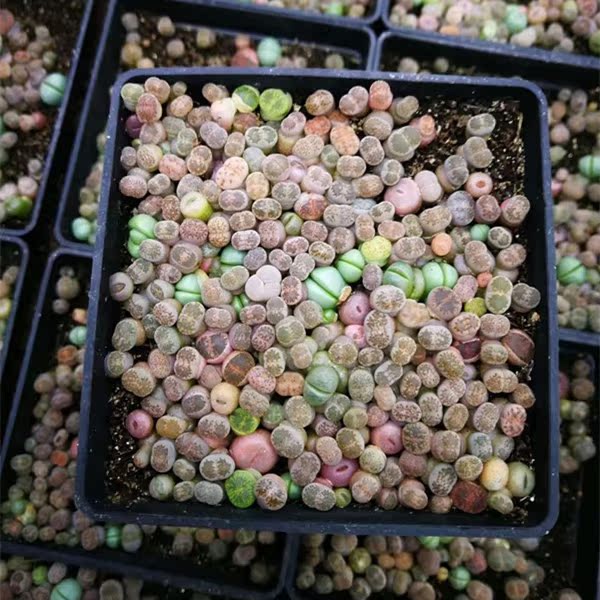 50颗生石花组合套餐特价混合屁股花盆栽屁屁多肉植物pp小苗包邮