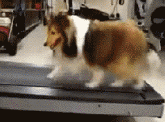 当狗狗遇上跑步机,最后一张笑岔气了
