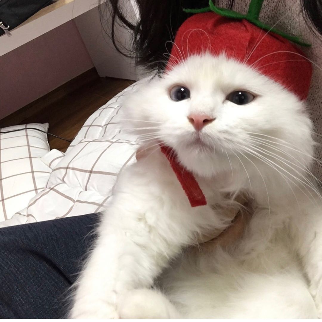 猫咪天天舔毛食欲不振怎么办5