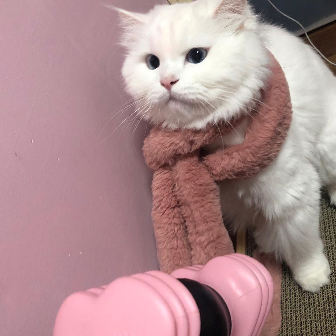 猫咪天天舔毛食欲不振怎么办19
