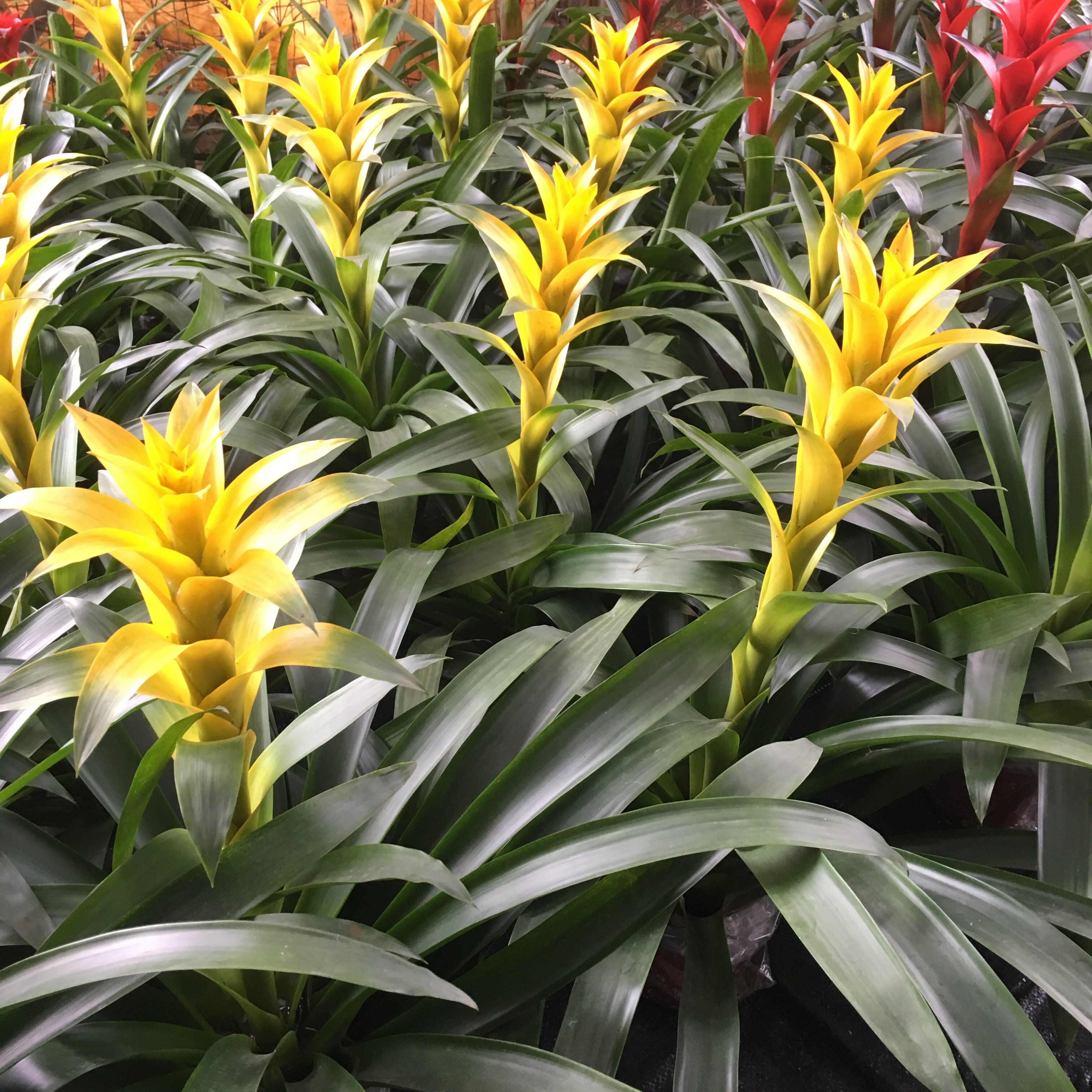 鸿运当头盆栽水培小红星凤梨花带花植物室内客厅大型植物招财绿植