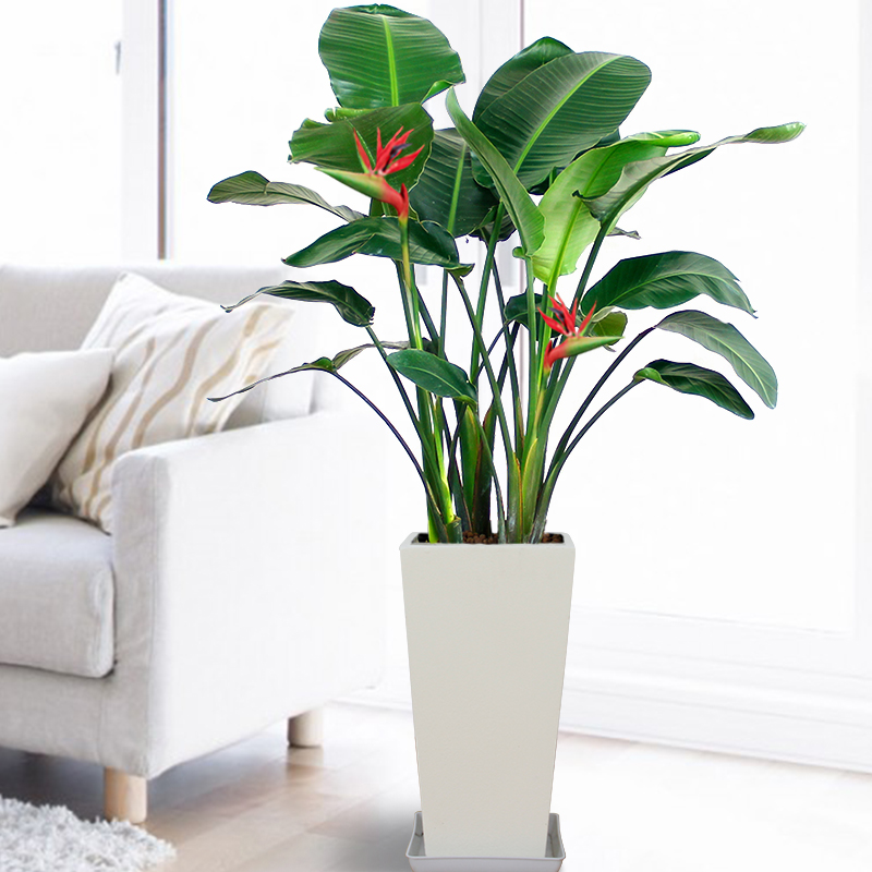 去购买 大鹤望兰的叶子像芭蕉扇,开出来的花有个很美的名字叫"天堂鸟"