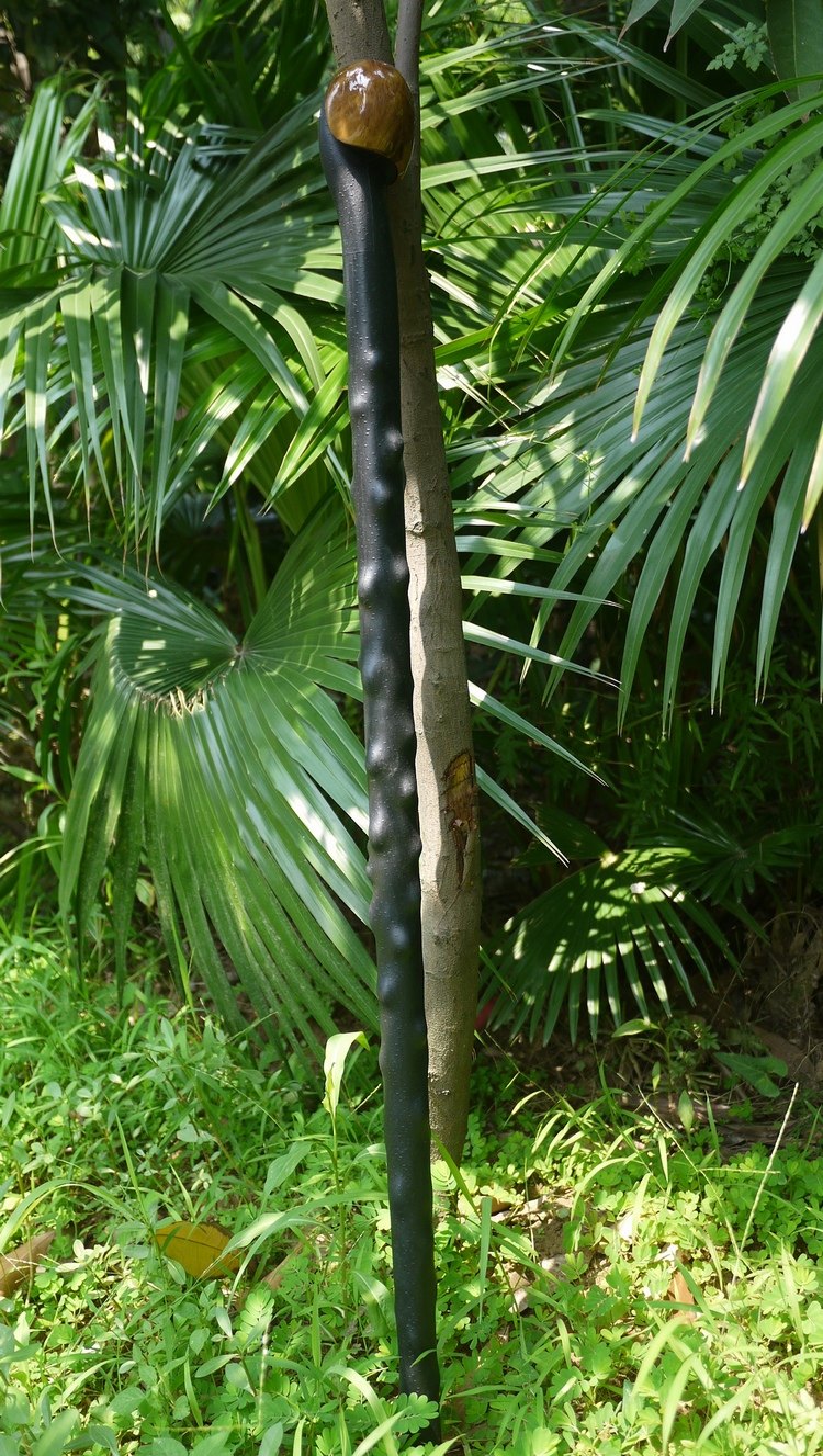 爱尔兰黑刺李木手杖拐杖登山杖绅士手杖战术防身棍