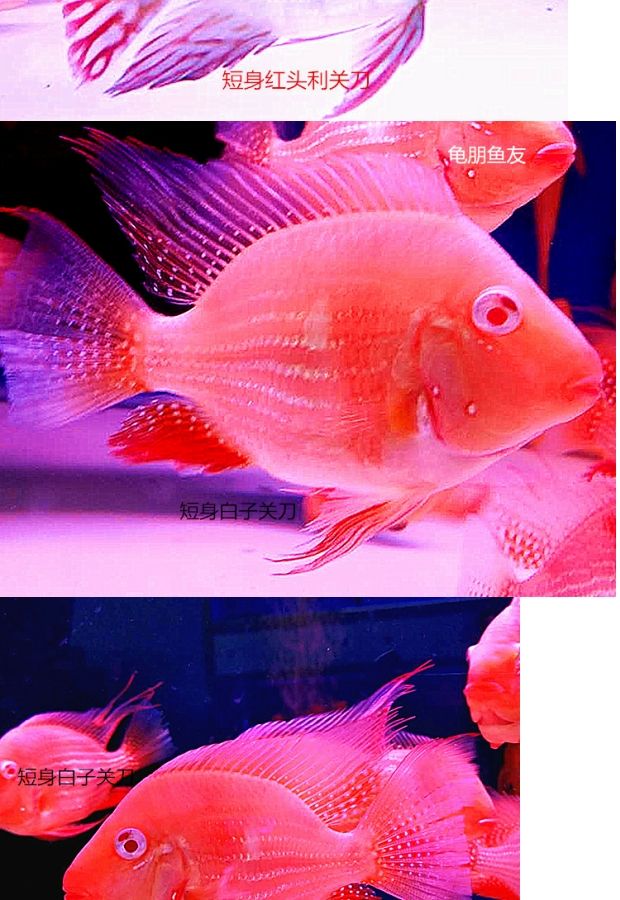 短身白子关刀鱼元宝红头利元宝凤凰鱼蓝宝石食土雕龙鱼虎鱼配鱼