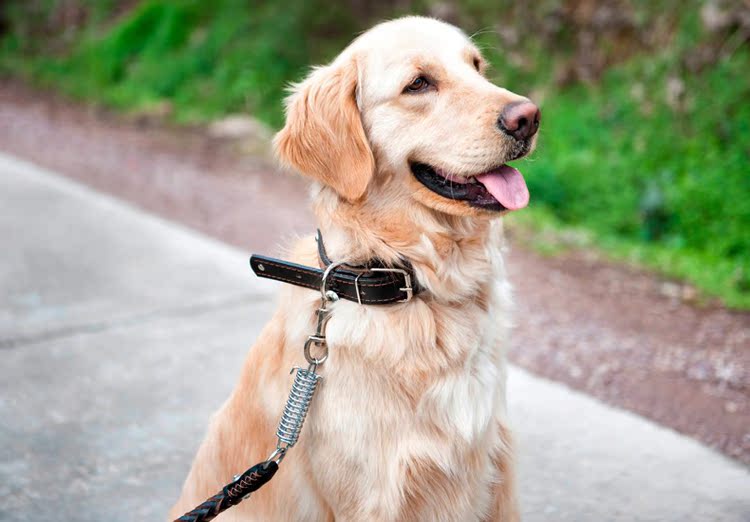 长得像金毛的大型犬图片