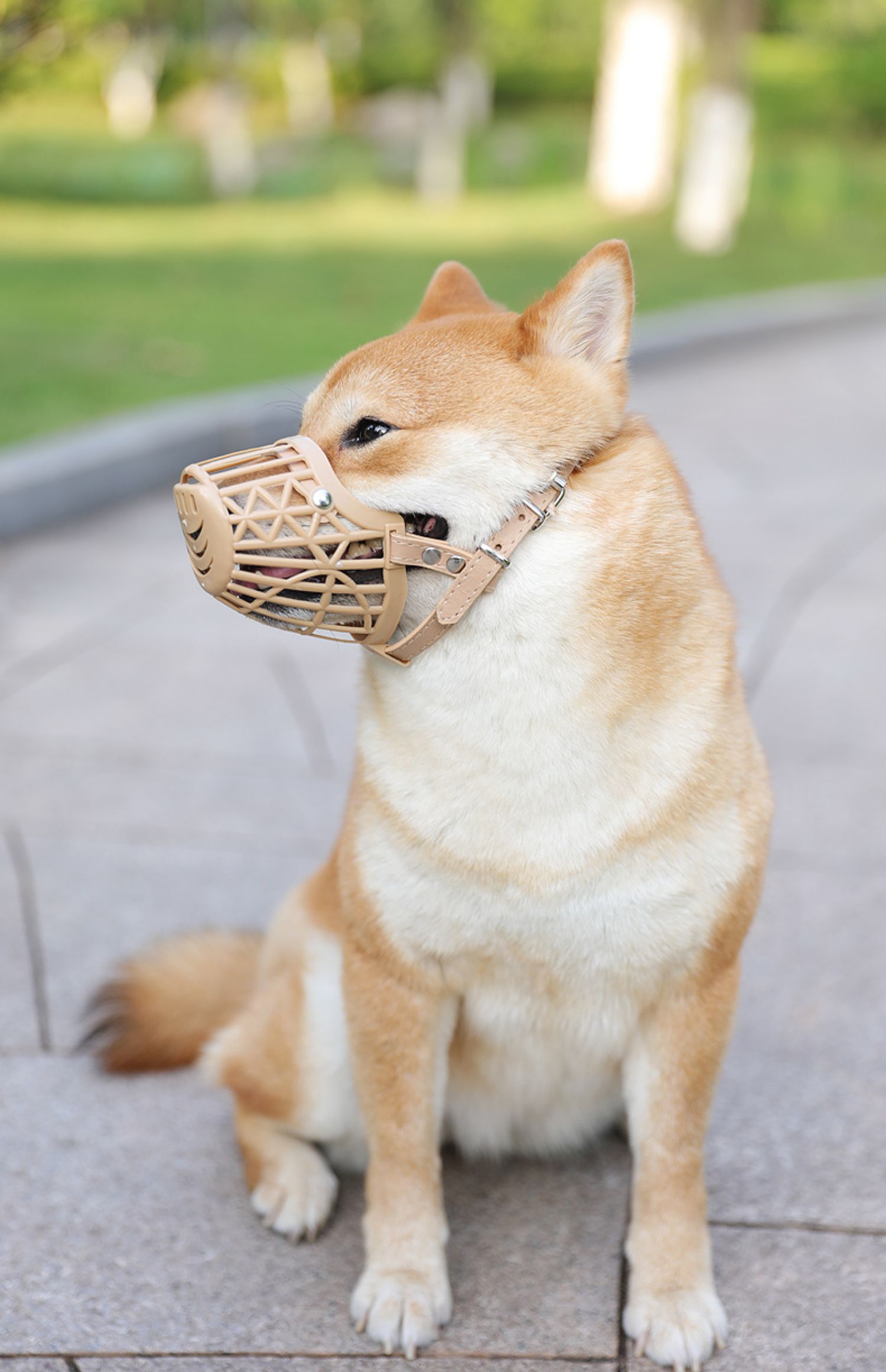 狗狗嘴套防咬人神器防叫乱吃捡食小型大型犬宠物用品泰迪金毛口罩