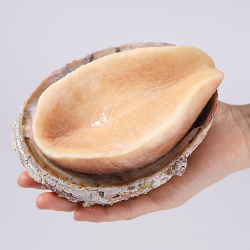 比手掌还大的鲍鱼:沃派 非洲黄金鲍 400-500g/只 53.8元包邮 2件92.