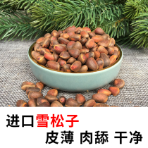 Squirrel Food Cedespine Nuts Great Pine Subparrot Grain Magazineking Snowland Staple Skin Thin Flesh Full Interactive Fed Food