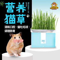 (Laughs Laughs) hamster Mao Unica Lazy Cat Grass Golden Silk Bear Snacks Potted potted plants hydropony grass natural hair
