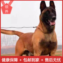 Purebred Horse Dog Puppies Horse Dog Live Popularity Belgian Shepherd Military Dog Police Dog Puppy Pet Dog Double Bloodline