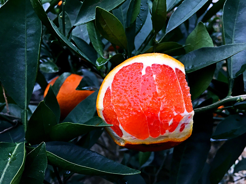 秭归三峡中华红血橙红肉脐橙新鲜水果红心橙子 5斤湖北宜昌特产