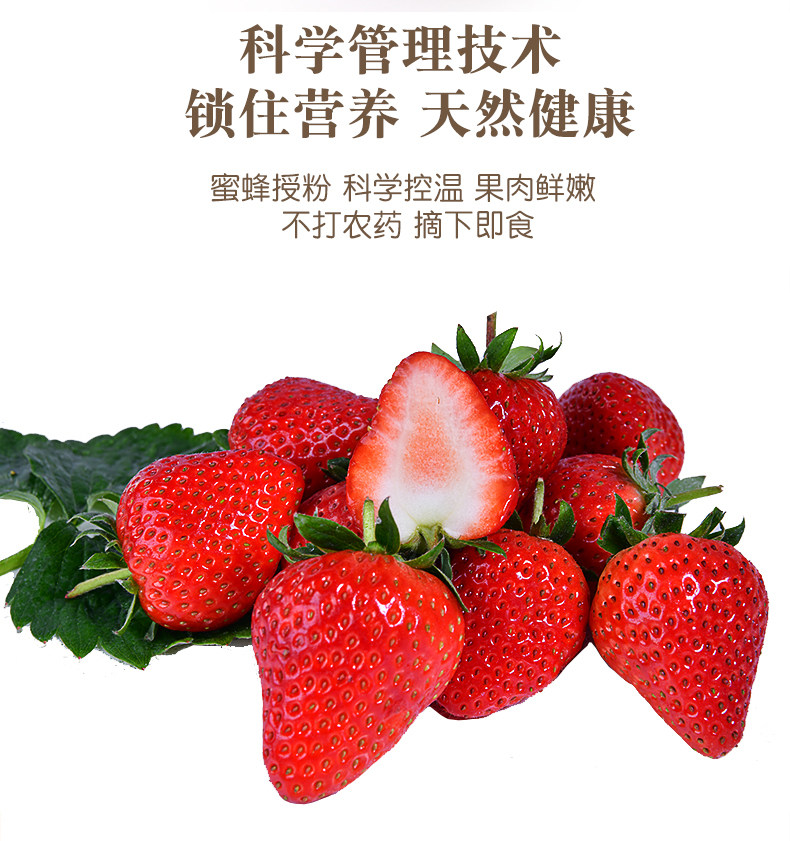 许小哥 草莓新鲜水果春香奶油大草莓3斤牛奶孕妇顺丰非丹东99草莓_买