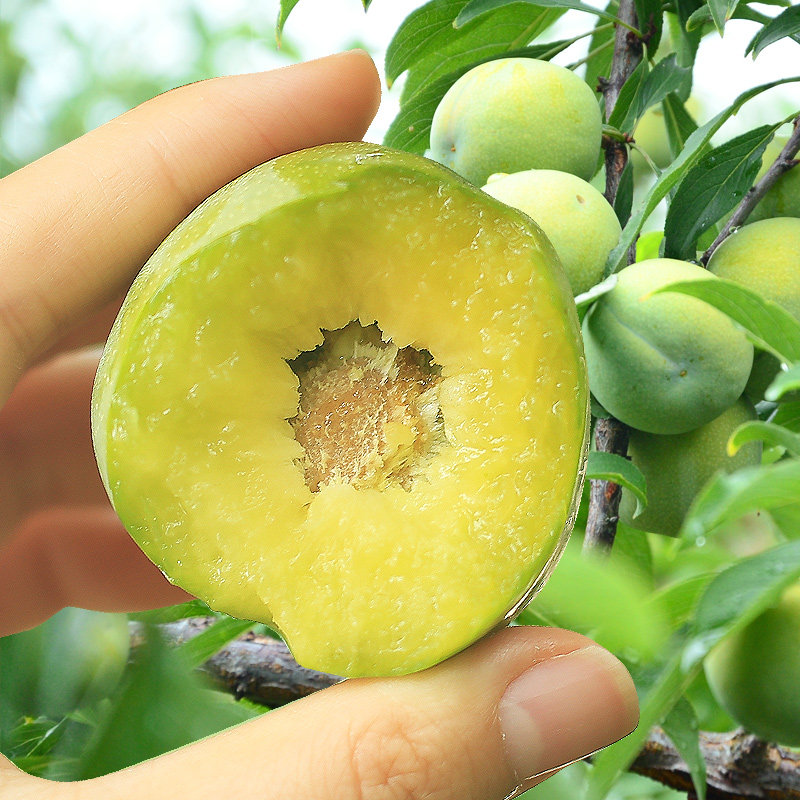 顺丰重庆巫山脆李子新鲜脱骨李水果现货四川李子大果精选整箱现摘