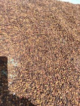 Chinese herbal medicine shop new wild Cnidium 500g