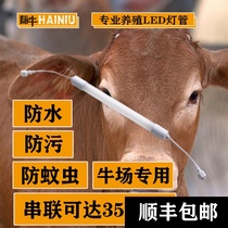 Hi cattle breeding special LED tube T8 animal husbandry lamp lamp with waterproof anti-fouling mosquito and insect cattle farm lighting