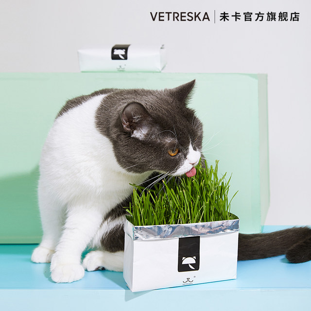 Not card lazy cat grass seed potted soilless hydroponic planting set wheat grass seed catnip snack Not card lazy cat grass seed potted soilless hydroponic planting set wheat grass seed catnip snack