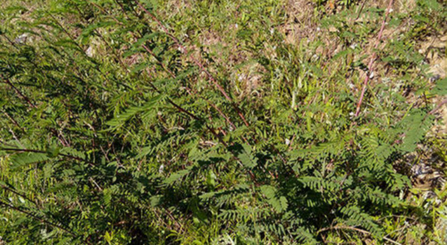 新鲜野生红芪非特级甘肃岷县中药材无硫切片泡茶煲汤料300g配当归_vip