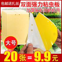 Double Sided Stick Insect plate Trapping Plate Yellow small black worm killing Flying Insects Fruit Fly Thistle Maple Melon Orchard Fly Stick