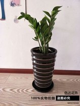 About high tube black thread ceramic flower pot Gold drill loose-tailed sunflower Fortune Tree Living room floor-to-ceiling ceramic large flower pot