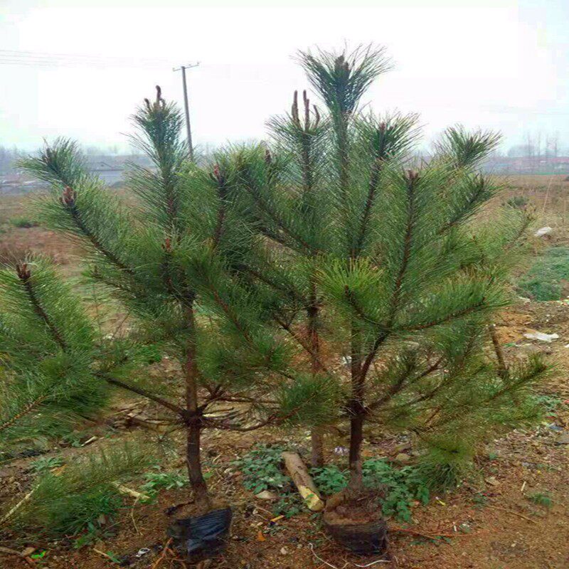 马尾松小苗 马尾松苗 树苗庭院盆景南北方种植日本黑松 盆栽苗木