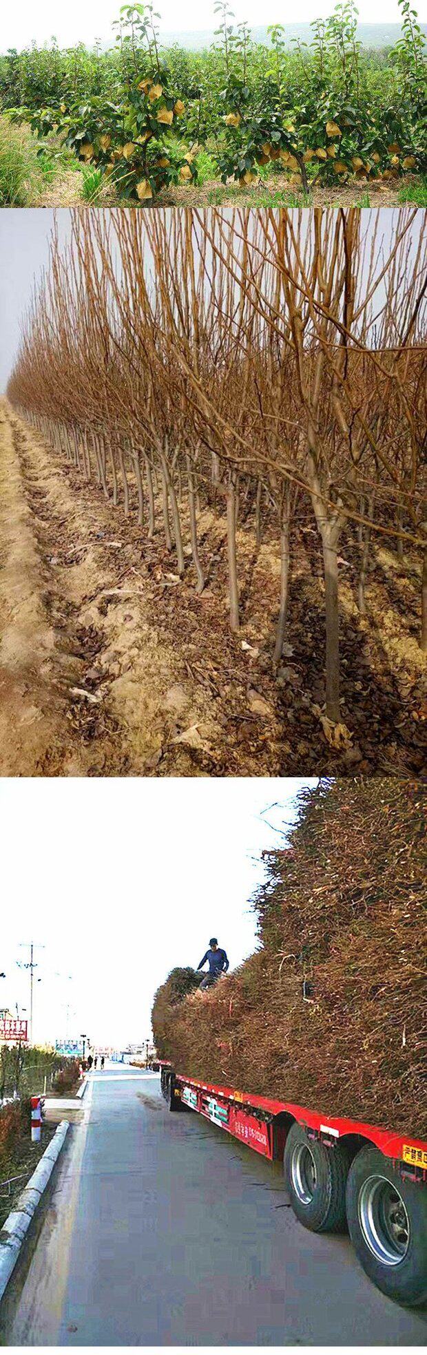 批发新品种特大香蕉梨太婆梨雪梨树小苗南北方耐寒当年结果黄花梨