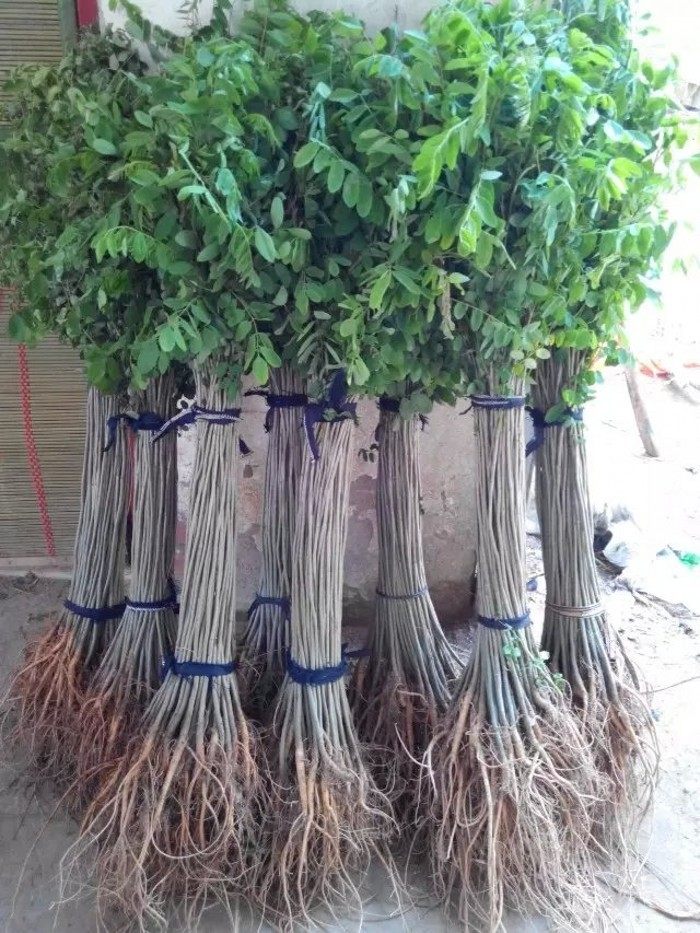 批发槐树小苗香花槐苗刺槐苗红花槐树苗洋槐苗可以食用南北方种植