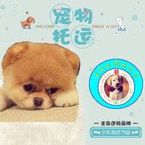 Chongbaowang pet shipping Hangzhou Ningbo Jiaxing Taizhou Wenzhou Jinhua Yiwu Huzhou Zhoushan Quzhou Zhejiang Province