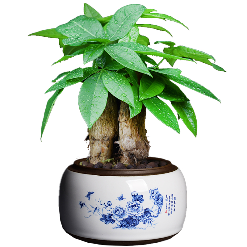 Creative ceramic large special butterfly orchid flower POTS violet arenaceous household green plant Chinese wind restoring ancient ways miniascape of blue and white porcelain basin