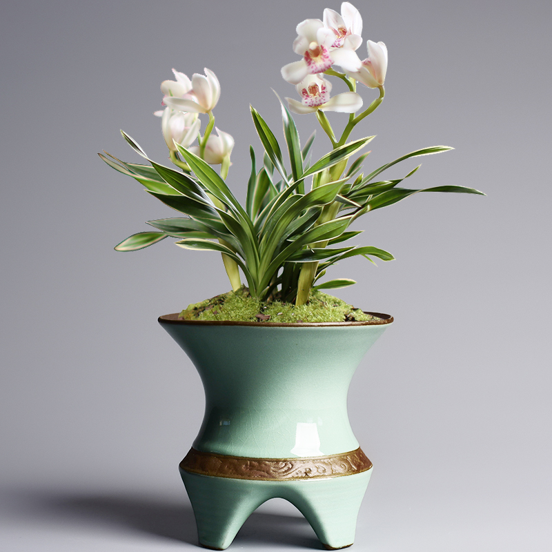 Creative household the plants potted flower pot in fleshy rich tree asparagus bracketplant butterfly orchid special ceramic POTS