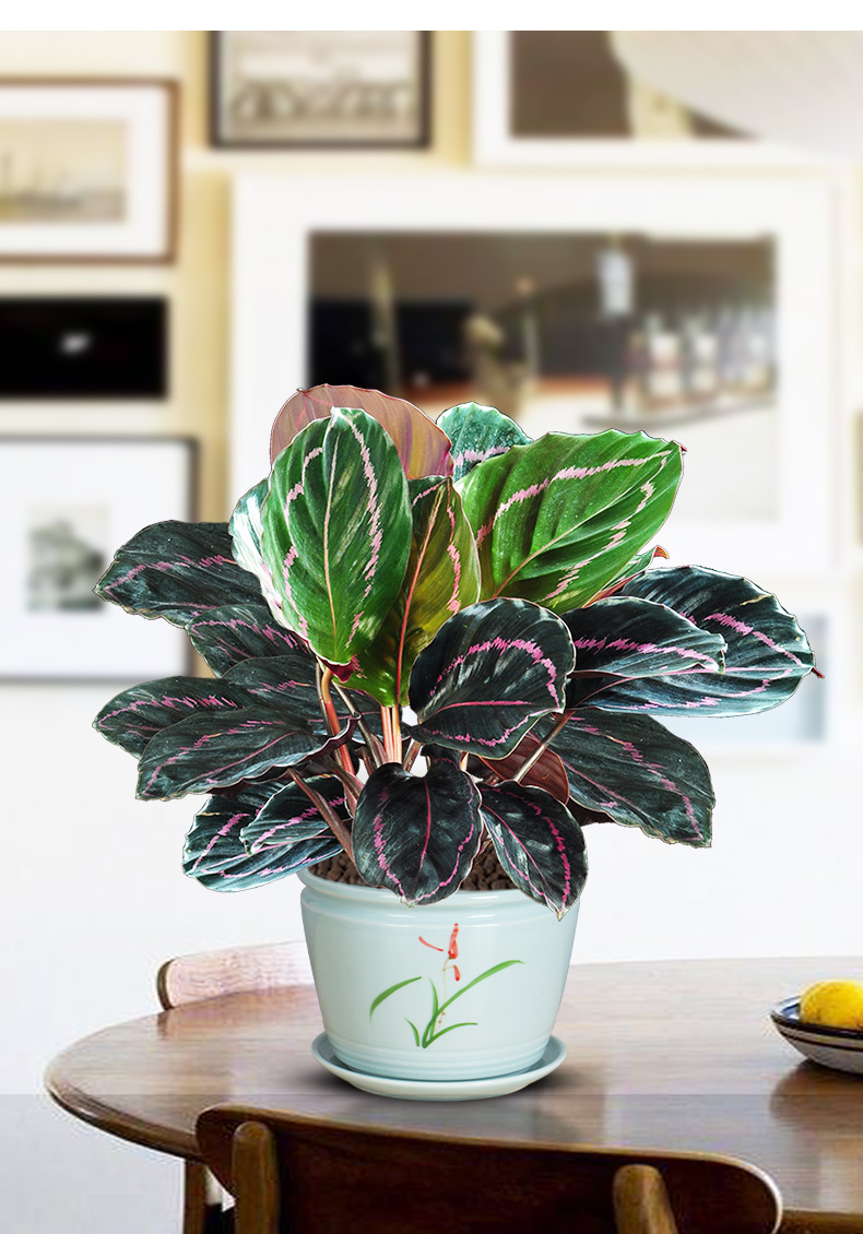 彩虹竹芋植物室内花红美丽盆栽办公净化空气好养绿植桌面观叶花卉