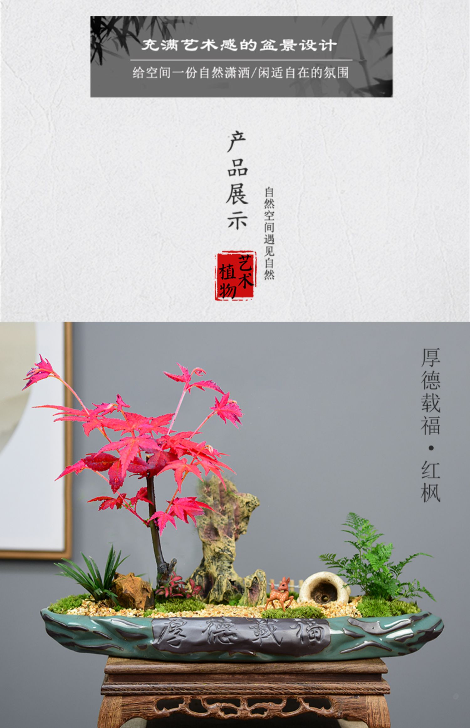 日本红枫盆景庭院老桩观叶植物室内办公庭院阳台绿植红舞姬盆栽