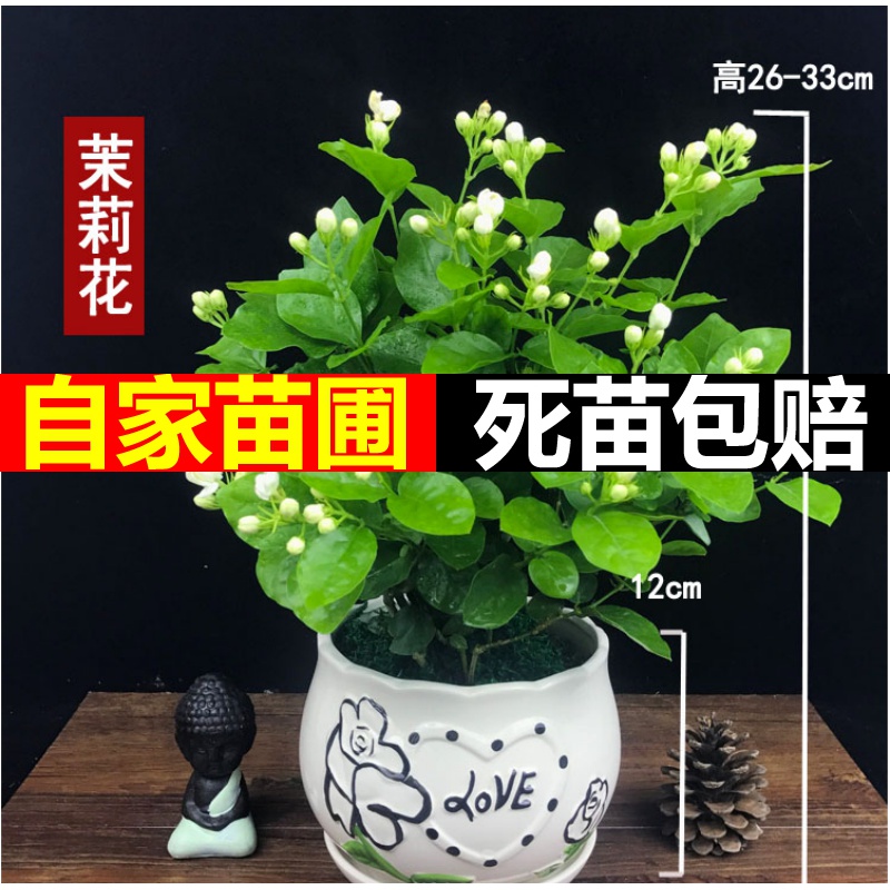 Green plant heng county of origin direct mail jasmine tea seedling double white jasmine four seasons of indoor and is suing living the plants