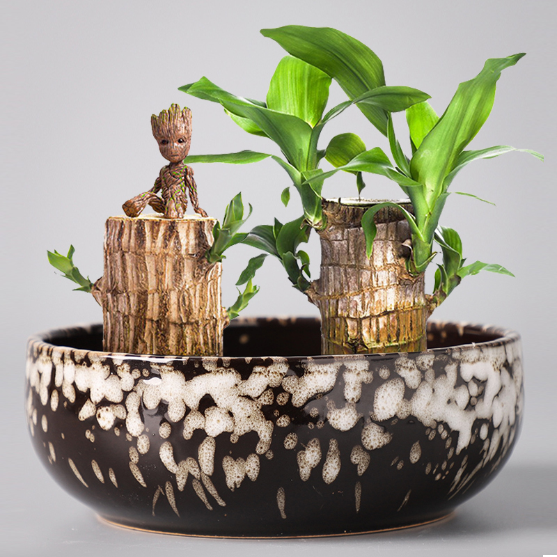 Brazilwood dedicated pot ceramic hydroponic the plants lucky lucky bamboo wood tray tower water bamboo desktop small potted plant