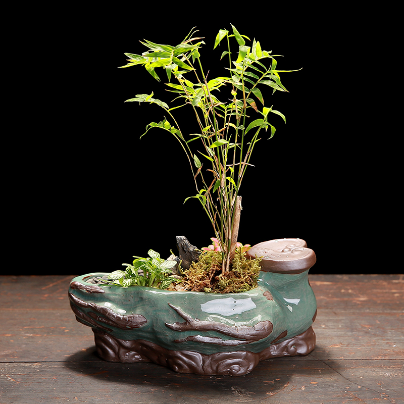 The Elder brother up with ceramic creative special offer a clearance indoor desktop restoring ancient ways, green potted meat more calamus asparagus bonsai POTS