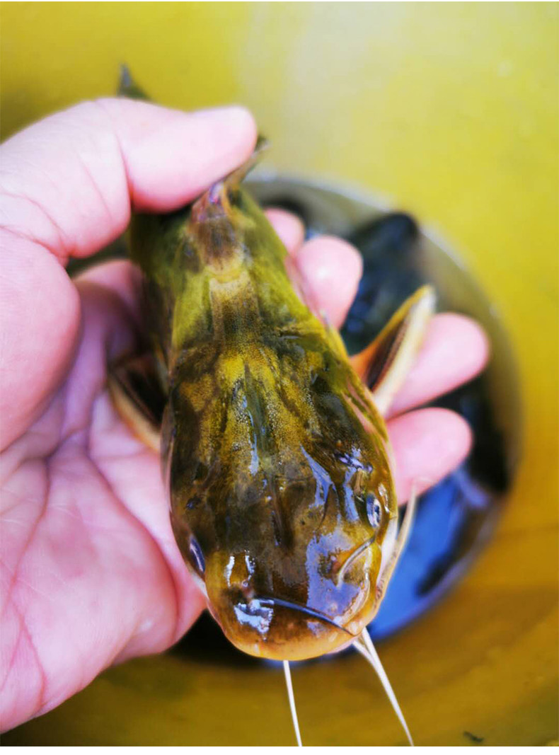 黄颡钓鱼小药黄辣丁专用昂刺鱼窝料黄骨汪刺嘎鱼黄刺诱鱼野钓饵料