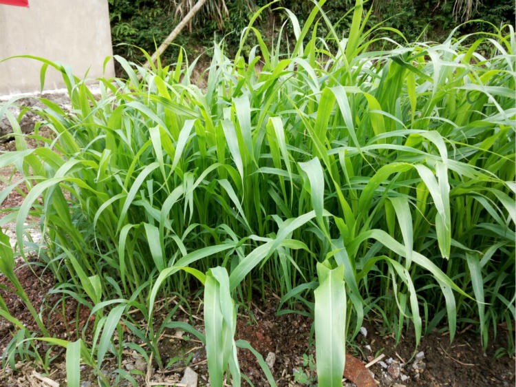 杂交高丹王草种子苏丹草种籽四季高产牧草种子喂猪牛羊鱼兔草籽